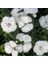 Dianthus Superbus Beyaz Renkli Kokulu Karanfil Çiçeği 100 tohum 1