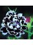 Dianthus Heddewigii Black White Karanfil Çiçeği 100 tohum 1