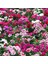 Dianthus Heddewigii Candy Baby Doll Karanfil Çiçeği 100 tohum 1