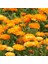 Katmerli Turuncu Double Orange Calendula Aynısafa Çiçeği 50 tohum 1