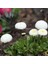 Bellis Perennis Beyaz Ponpon İngiliz Çayır Papatyası Çiçeği 100 tohum 1