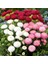 Katmerli Bellis Perennis Ponpon İngiliz Çayır Papatyası Çiçeği 100 tohum 1