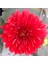 Garden Wonder Dahlia Iri Yıldız Çiçeği Yumrusu (1 Adet) 1