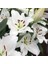 White Diamond Lily Beyaz Renkli Zambak Çiçeği Soğanı (2 Adet) 1