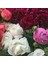 Mixed Color Peony Karışık Renkli Şakayık Çiçeği Yumrusu (3 Adet) 1