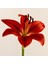 Red Diamond Lily Kırmızı Renkli Zambak Çiçeği Soğanı (2 Adet) 1