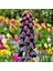 Saksıda Nadir Mor Renkli Fritillaria Persica Ters Lale Fidanı 1