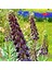 Saksıda Nadir Mor Renkli Fritillaria Persica Ters Lale Fidanı 2