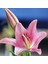 Pink Diamond Lily Pembe Renkli Zambak Çiçeği Soğanı (2 Adet) 1