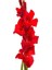 Gladiolus Red Swan Kırmızı Glayör Çiçeği Yumrusu Soğanı (2 Adet) 1