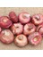 Gladiolus Red Swan Kırmızı Glayör Çiçeği Yumrusu Soğanı (2 Adet) 2