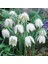 Fritillaria Alba White Ters Lale Soğanı (1 Adet) 2