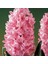 Hyacinthus Anna Marie Sümbül Soğanı (3 Adet) 1