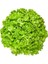 Waldman's Green Marul 90 tohum 1