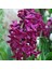 Hyacinthus Woodstock Sümbül Soğanı (3 Adet) 1