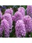 Hyacinthus Splendid Cornelia Sümbül Soğanı (3 Adet) 1