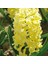 Hyacinthus Yellowstone Sümbül Soğanı (3 Adet) 1