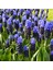 Muscari Latifolium Üzüm Sümbülü Soğanı (10 Adet) 1