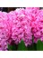 Hyacinthus Pink Pearl Kokulu Pembe Sümbül Soğanı (3 Adet) 1