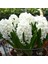 Hyacinthus Aiolos Beyaz Sümbül Soğanı (3 Adet) 1