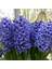 Hyacinthus Blue Jacket Sümbül Soğanı (3 Adet) 1