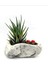 Kaya Saksı ve Haworthia 1