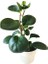 Peperomia Polybotrya Bitki 1