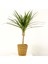 Dracaena Marginata Tek Gövdeli Lanesse Düz Hasır Saksılı 1