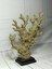 Melindagift Tasarım Modern Mercan Biblo (38X28CM) 1