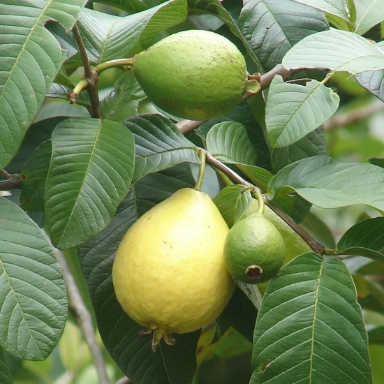 Mutlupaket Tüplü Sarı Guava Fidanı