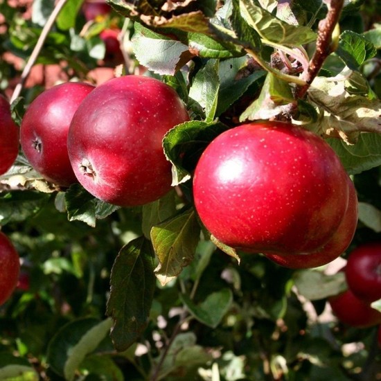Mutlupaket Tüplü Aşılı Verimli Erkenci Early Red One Elma Fidanı