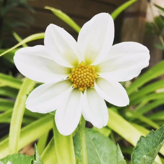 MutluPaket Beyaz Renkli Bodur Mignon Dahlia Çiçeği 80 tohum
