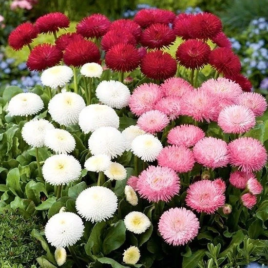 MutluPaket Katmerli Bellis Perennis Ponpon İngiliz Çayır Papatyası Çiçeği 100 tohum