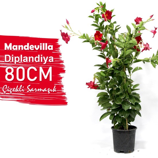 Çiçek Antalya Mandevilla Diplandiya Kırmızı sarmaşık 80 cm