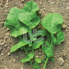 Geleneksel Sofralık Iri Geniş Yapraklı Burok Roka Tohumu (500 Gr)