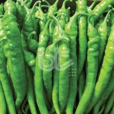 Geleneksel Sofralık Verimli Özel Ürün Burdem 016 Biber Tohumu (500 Gr)