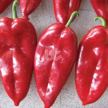 Geleneksel Bol Verimli Burkap Yağlık Salçalık Biber Tohumu (500 Gr)