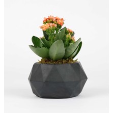 Zeze Flower Likya Saksıda Kalanchoe (Siyah)