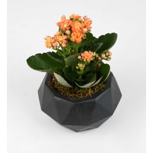 Zeze Flower Likya Saksıda Kalanchoe (Siyah)