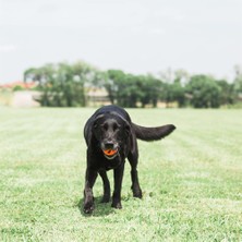 Chuckit! Breathe Right Köpek Oyun Topu (Orta Boy)