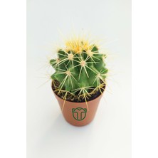 Toptan Kaktüs Altın Fıçı Kaktüsü, Echinocactus Grusonii, (5.5 cm Saksıda)