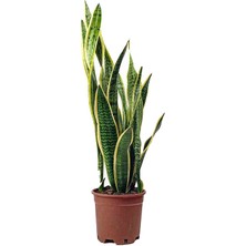 Bitki Tasarımı Sansevieria Trifasciata (Paşa Kılıcı, Peygamber Kılıcı) – 1 Metre