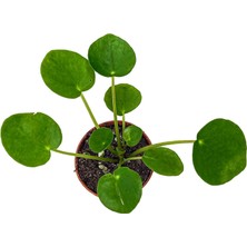 Pilea Peperomioides Çin Para Çiçeği Çin Para Bitkisi