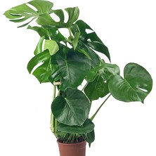 Monstera Deliciosa - Deve Tabanı