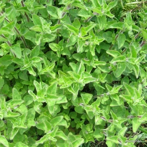 Istanbul Kekiği(Origanum Vulgare) Tohumu (50 Tohum)