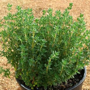 Doğal Yaz Kekiği Tohumu (200 Tohum)