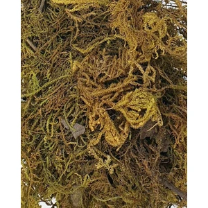 Doğal Yosun Kahverengi  10 gr  Adet