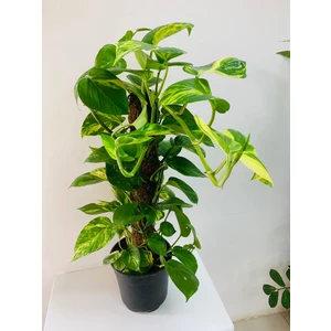 Bi Kaktüs Dünyası Pothos Sarmaşığı