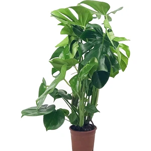 Monstera Deliciosa - Deve Tabanı