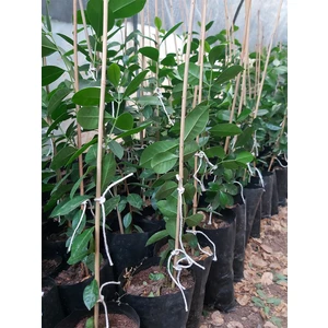 Çilek Guava Fidanı (Guava Fidesi)